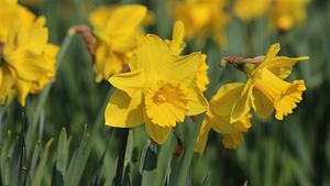 Narzissen im Garten.  - Foto: mtreasure / iStock