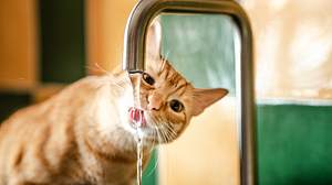 Katze trinkt aus Wasserhahn. - Foto: MarioGuti / iStock