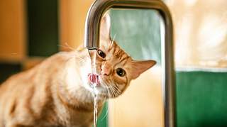 Katze trinkt aus Wasserhahn. - Foto: MarioGuti / iStock