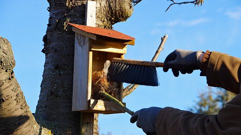 Nistkästen reinigen - Foto: iStock / LianeM