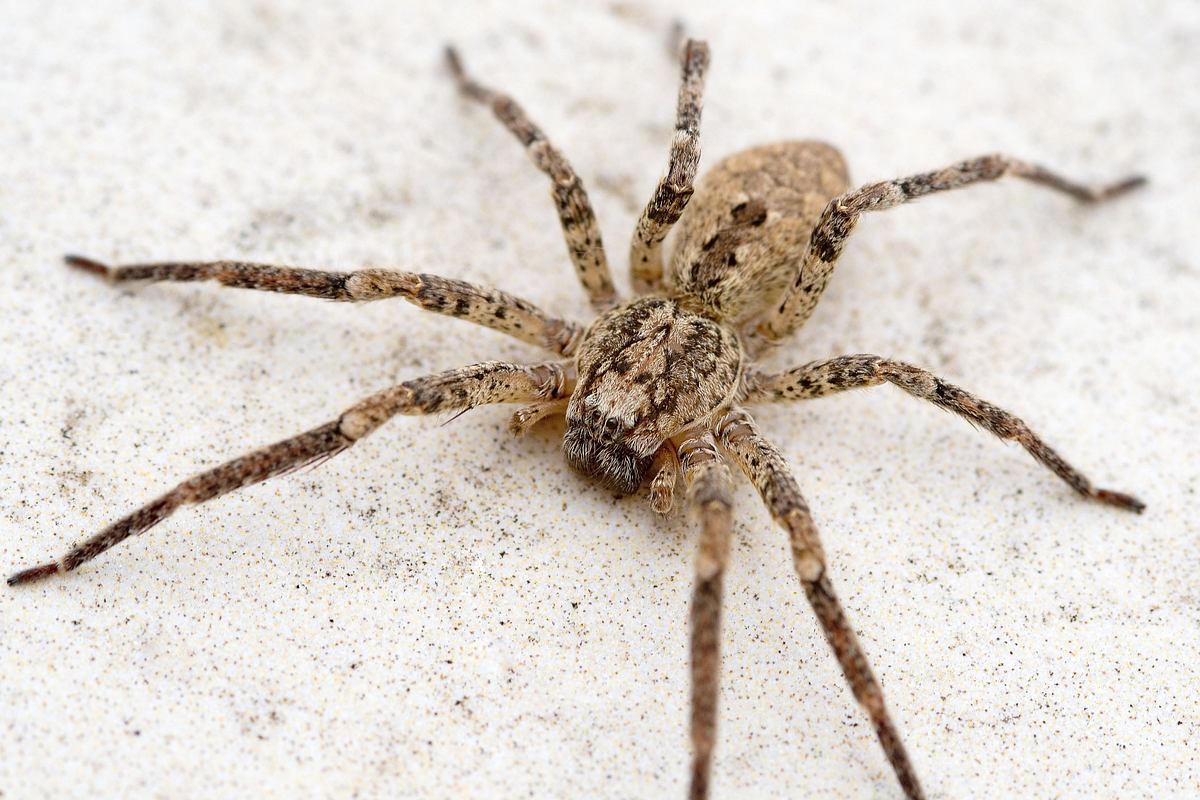 Die Nosferatu-Spinne ist mittlerweile in ganz Deutschland heimisch