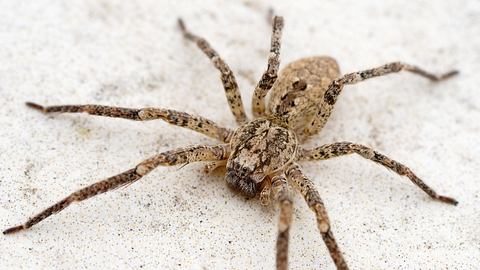 Die Nosferatu-Spinne ist mittlerweile in ganz Deutschland heimisch - Foto: AdobeStock/GUGU MANNSCHATZ