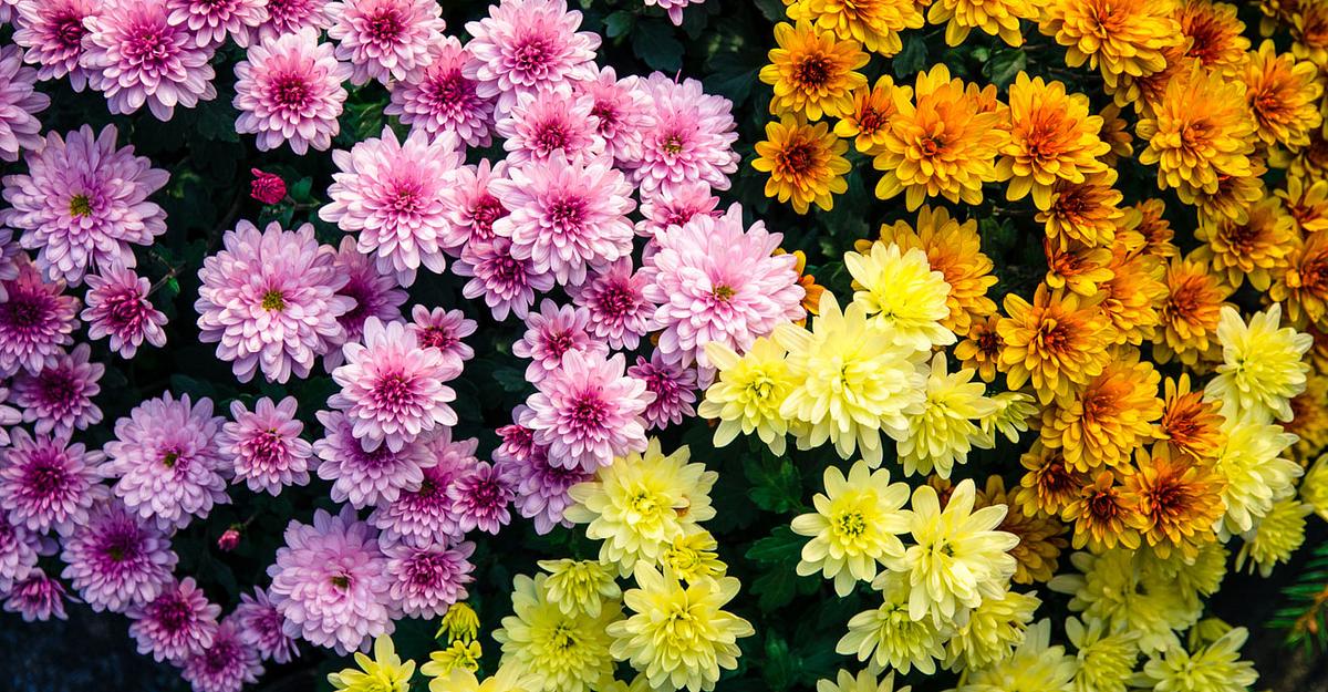 Die Geburtsblume für November ist Chrysantheme. 