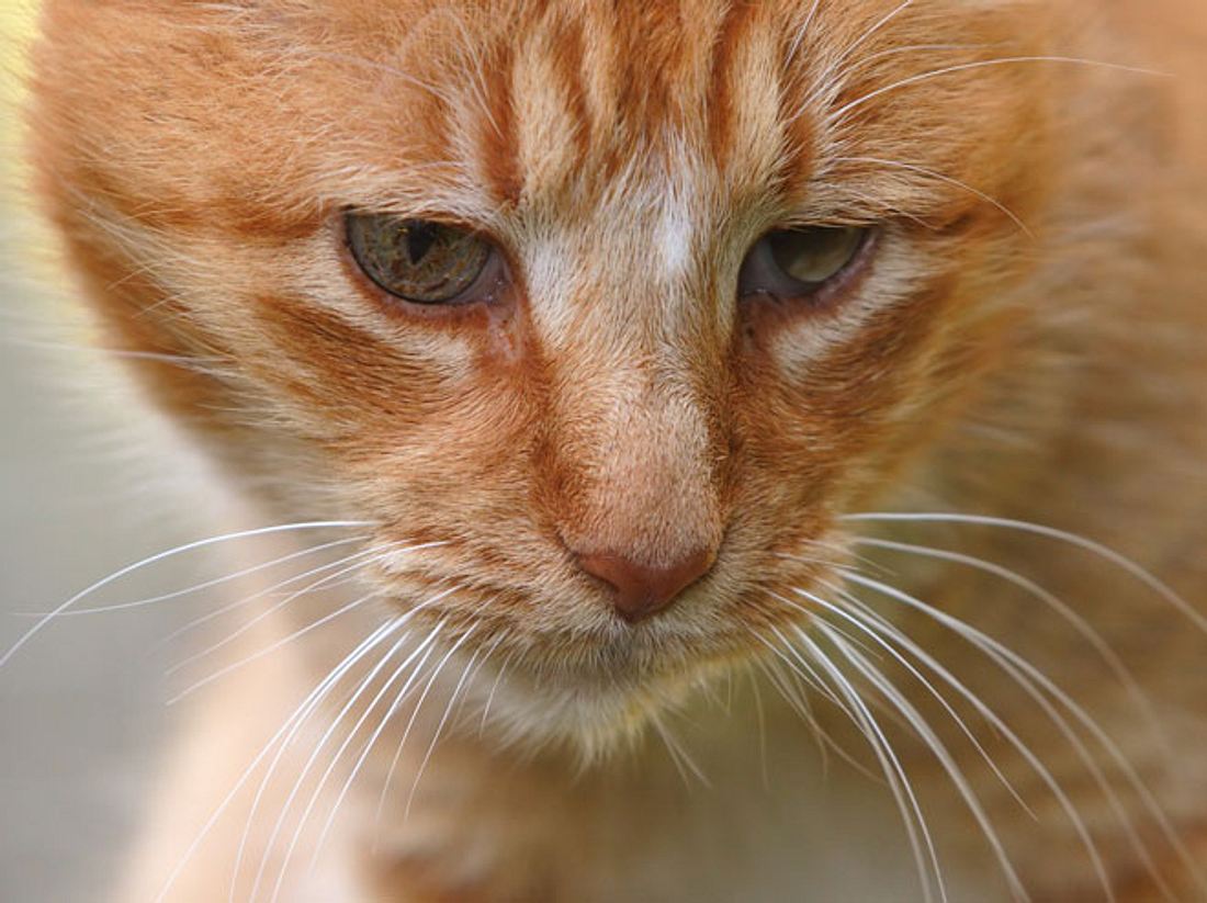 Tolle Neuigkeiten für die traurigste Katze der Welt