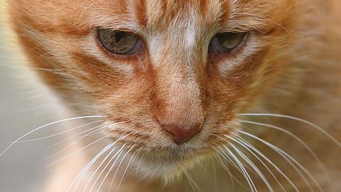 Tolle Neuigkeiten für die traurigste Katze der Welt - Foto: khr128 / iStock