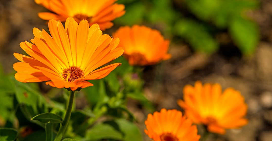 Oktober ist die Geburtsblume Ringelblume. Oktober ist die Geburtsblume Ringelblume.