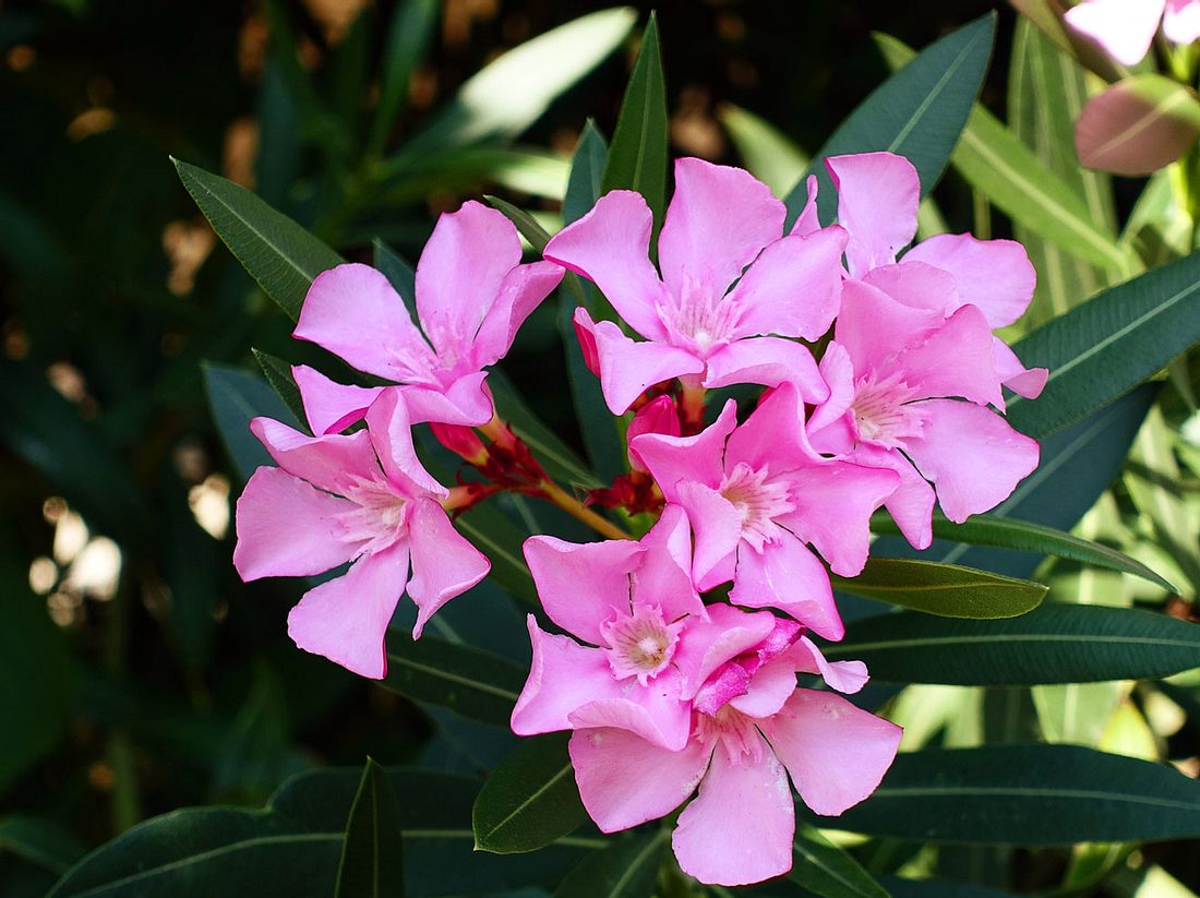 Oleander Uberwintern So Kommt Er Gut Durch Die Kalte Jahreszeit