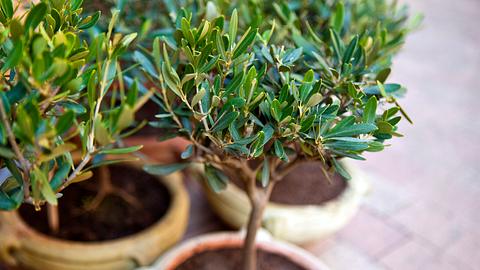 Olivenbaum richtig überwintern.  - Foto: JacquesPALUT / iStock