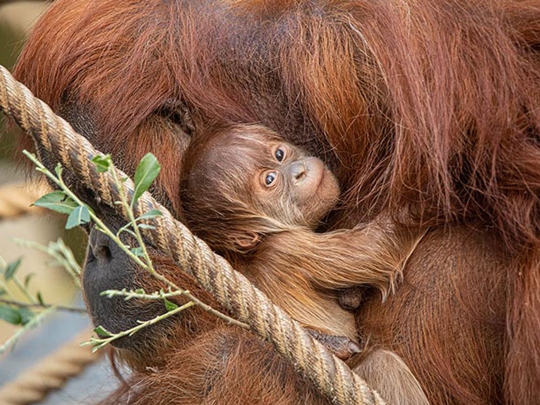 Das Orang-Utan-Baby im Tierpark Hagenbeck in Hamburg,.