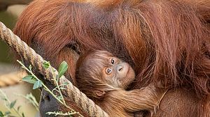 Das Orang-Utan-Baby im Tierpark Hagenbeck in Hamburg,. - Foto: Tierpark Hagenbeck