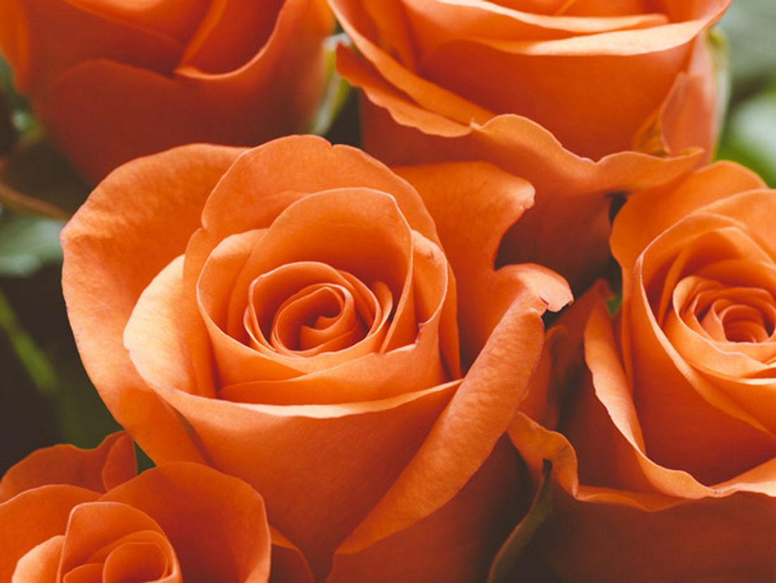 Was bedeuten orangefarbene Rosen?
