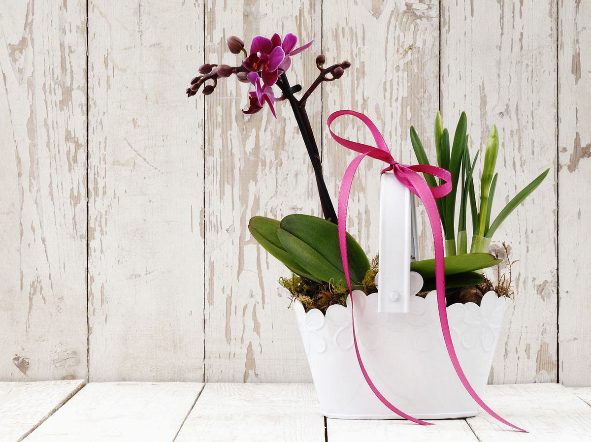 Orchideen zu verschenken bedeutet: Du bist wunderschön!