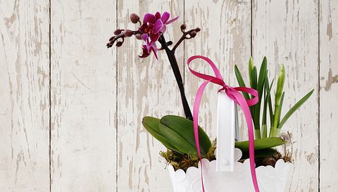 Orchideen zu verschenken bedeutet: Du bist wunderschön! - Foto: Visivasnc / iStock