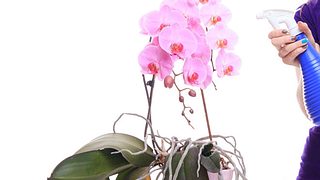 Orchideen düngen - Foto: MichalLudwiczak / iStock