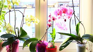 Orchideenerde? So machen Sie Orchideensubstrat selbst  - Foto: alexmak72427/iStock