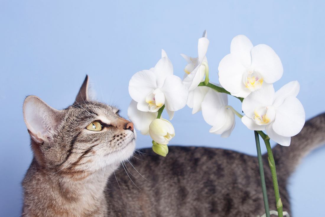 Katze riecht an einer Orchidee.