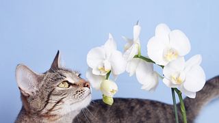 Katze riecht an einer Orchidee. - Foto: Ukususha / iStock