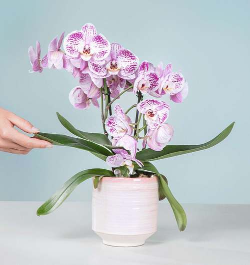 Orchidee Sparkling Blush