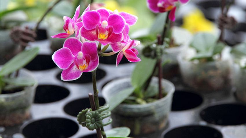 Worauf muss man beim Kaufen von Orchideen achten? - Foto: Videowok_art / iStock