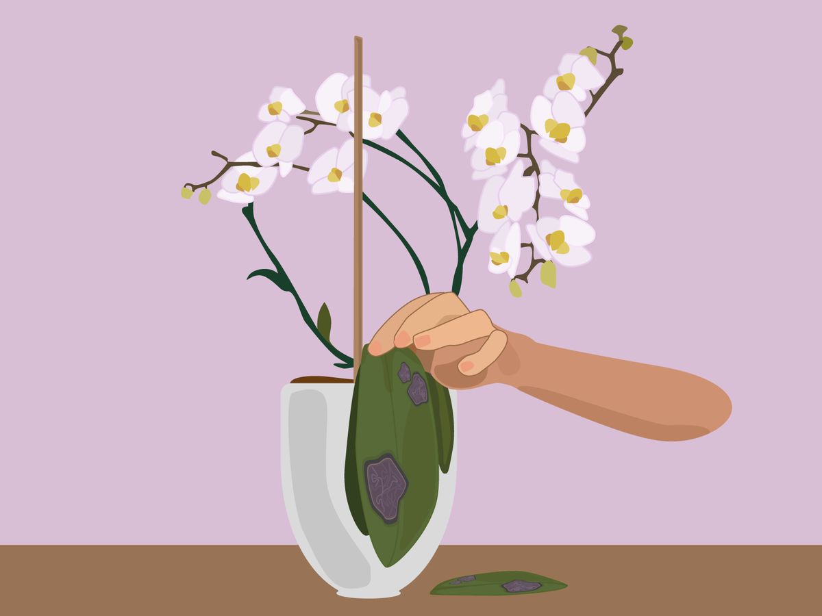 Bei kranken Orchideen von Pilz befallene Blätter entfernen 