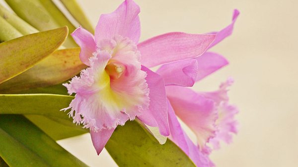 So können Orchideen vor Krankheiten und Pilzbefall geschützt werden.  - Foto: Userb4093267_225 / iStock 