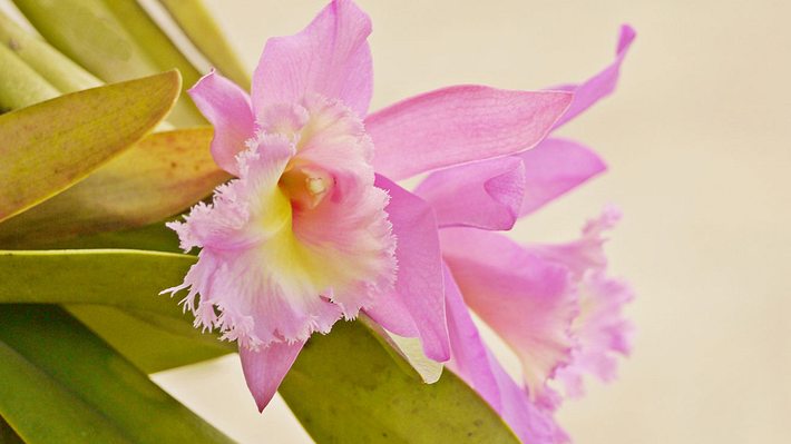 So können Orchideen vor Krankheiten und Pilzbefall geschützt werden.  - Foto: Userb4093267_225 / iStock 