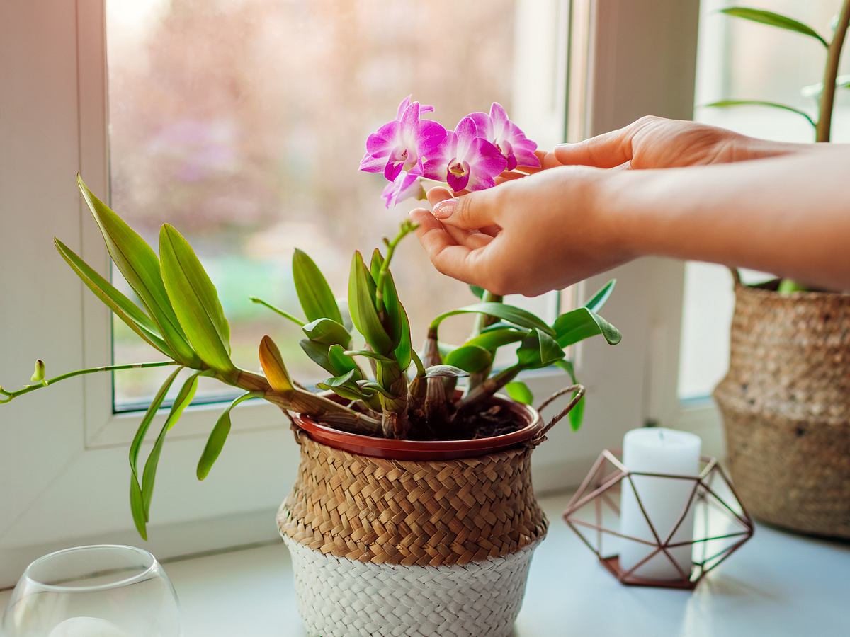 Wie Sie Orchideen richtig pflegen