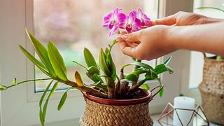 Wie Sie Orchideen richtig pflegen - Foto: iStock/ Maryviolet