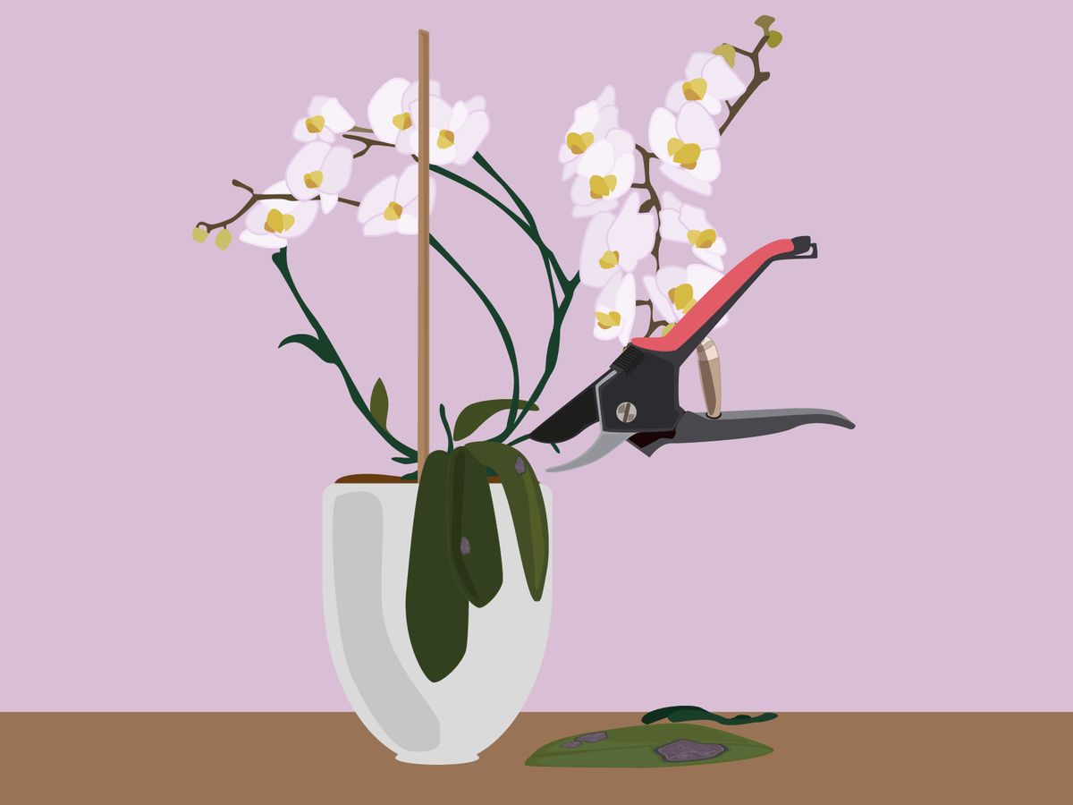 Geschädigte Orchideen-Stängel abschneiden