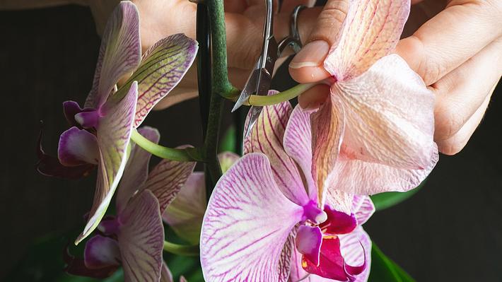 Orchideen schneiden: Das sollte man beachten - Foto: iStock/ Stanislav Sablin