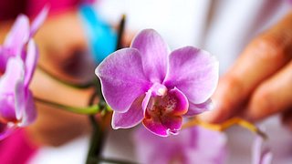 Orchideen schneiden: Die besten Tipps - Foto: justhavealook / iStock