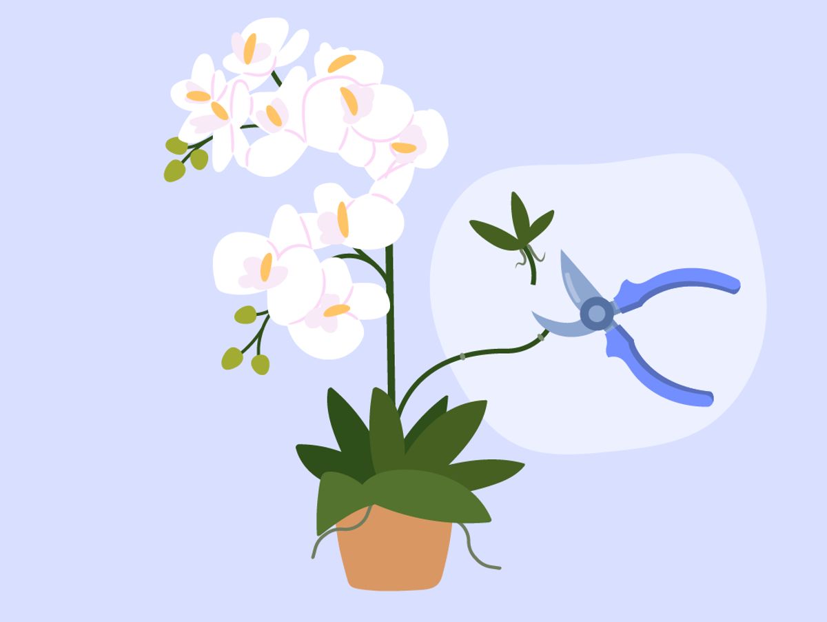 Orchideen durch Kindel vermehren Stiefkinder trennen