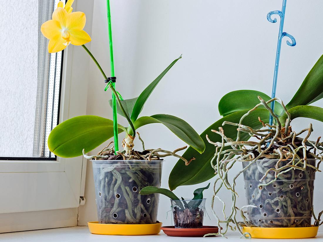 Wie lassen sich Orchideen vermehren?