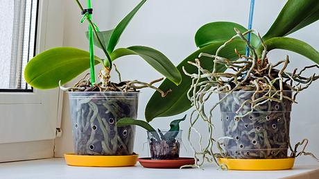 Wie lassen sich Orchideen vermehren? - Foto: iStock / Mariia Demchenko