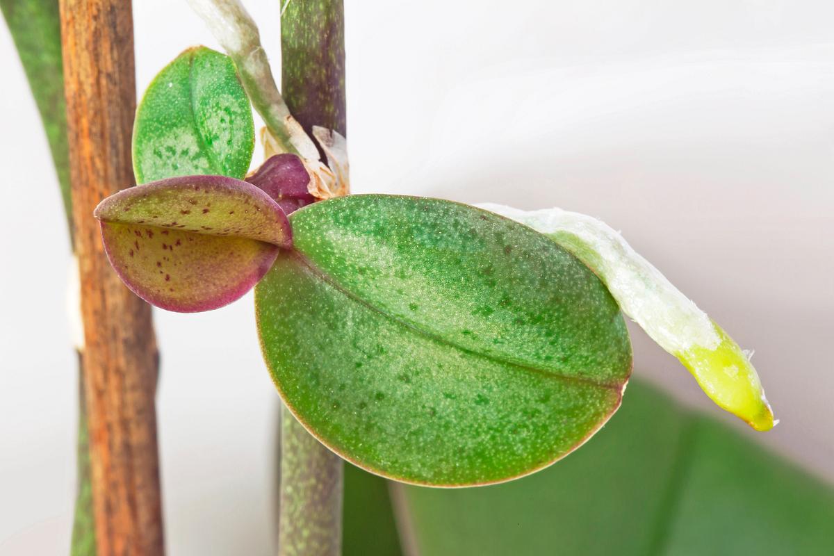 Einige Orchideen lassen sich über Kindel (Keiki) vermehren.