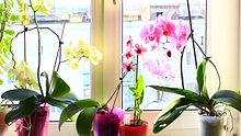 Zimmerpflanzen (Orchideen) - Foto: alexmak72427/iStock
