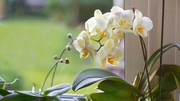 Orchideentopf - Foto: iStock/ Elenaleonova