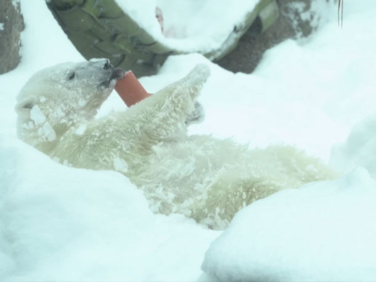Oregon Zoo: Eisbär spielt im Schnee.