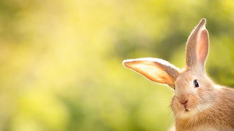 Osterhase  - Foto: iStock/Olga Potylitsyna