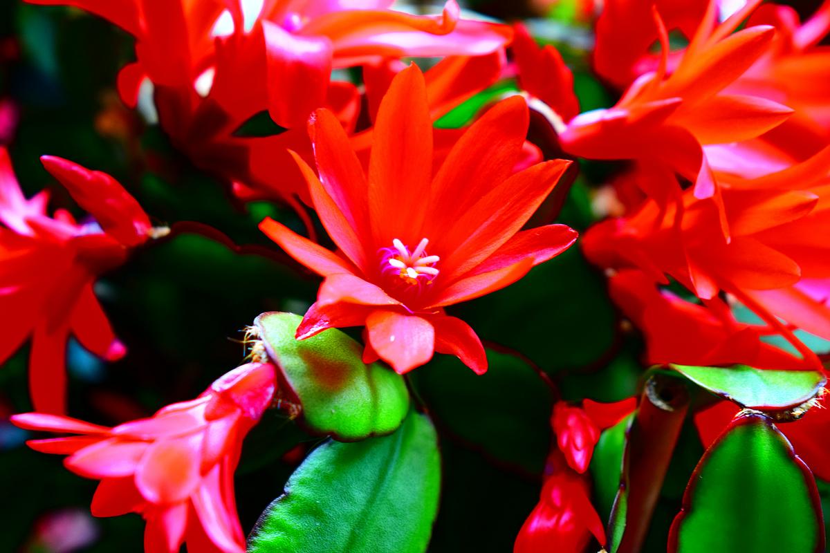 Kräftig rot leuchtende Blüte eines Osterkaktus