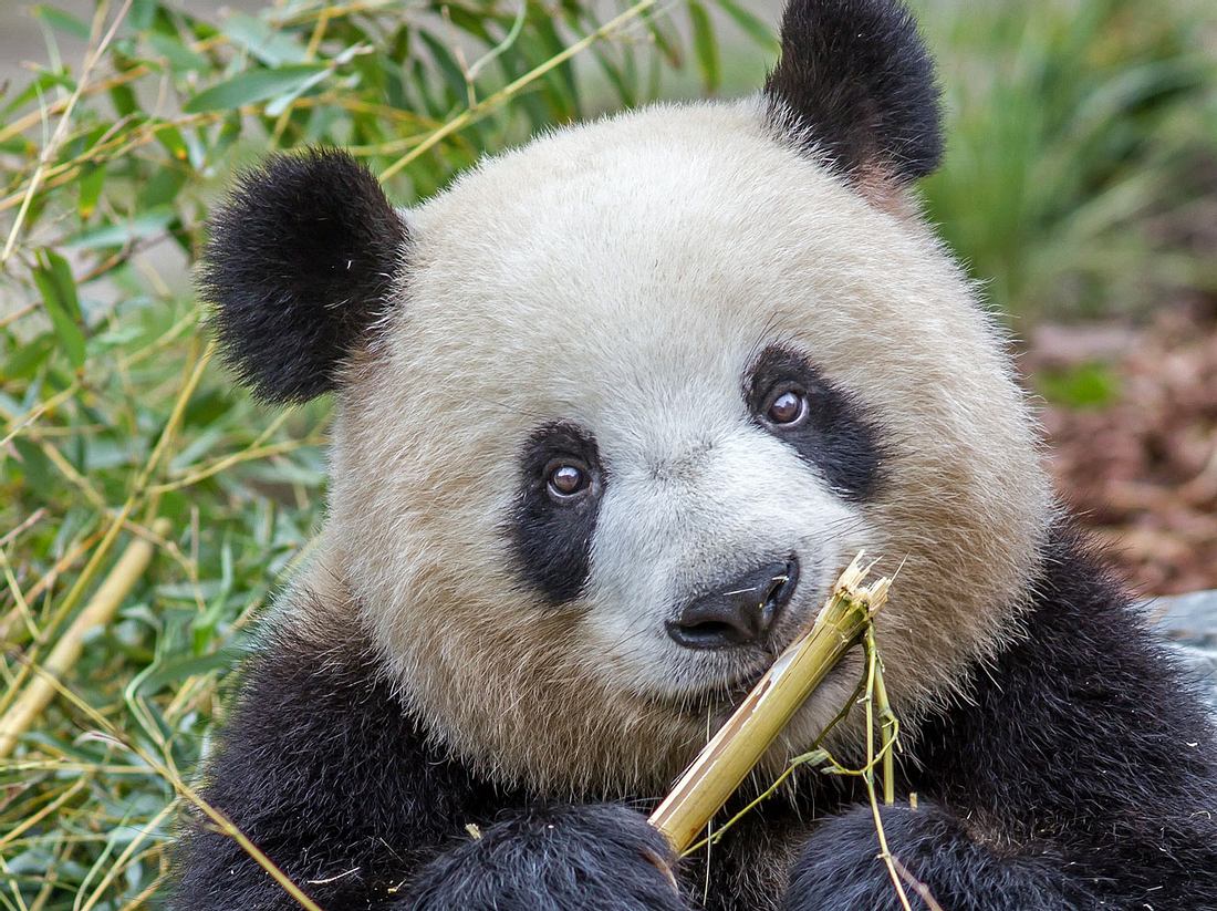 Pandabärin Meng Meng ist im Zoo Berlin Mutter von Zwillingen geworden.