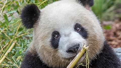 Pandabärin Meng Meng ist im Zoo Berlin Mutter von Zwillingen geworden. - Foto: Zoo Berlin