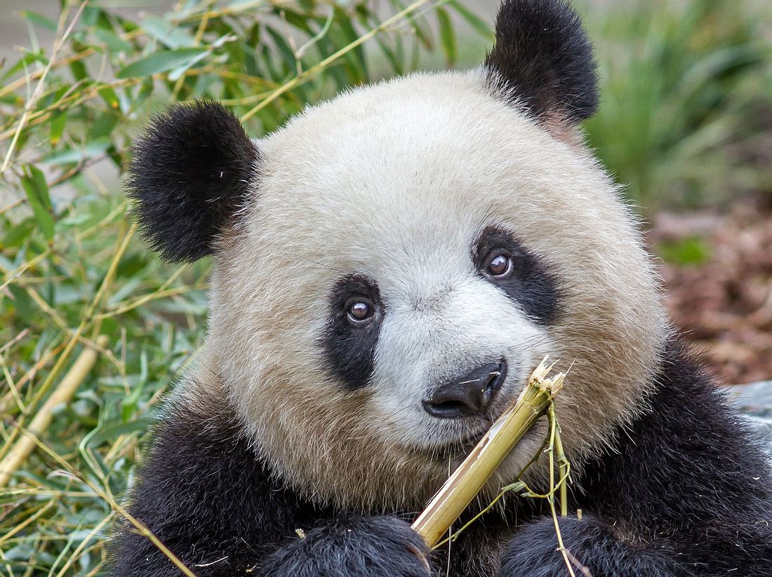 Panda-Dame Meng Meng ist stolze Mutter der Panda-Zwillinge im Zoo Berlin. Panda-Dame Meng Meng ist stolze Mutter der Panda-Zwillinge im Zoo Berlin.