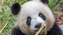 Panda-Dame Meng Meng ist stolze Mutter der Panda-Zwillinge im Zoo Berlin. - Foto: Zoo Berlin