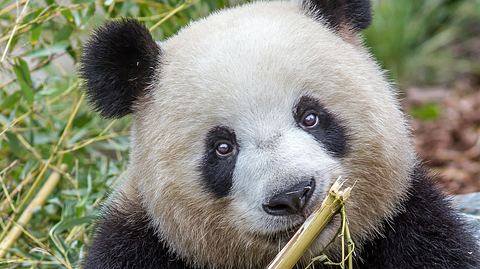 Panda-Dame Meng Meng ist stolze Mutter der Panda-Zwillinge im Zoo Berlin. - Foto: Zoo Berlin