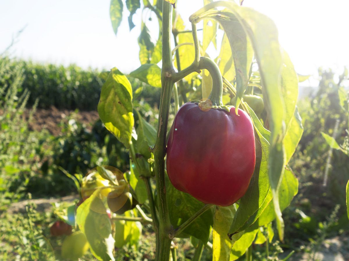 Paprika Anpflanzen Tipps Fur Pflege Und Ernte Im Garten