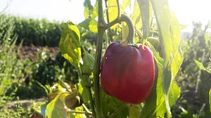 Paprika anpflanzen: Tipps und Tricks