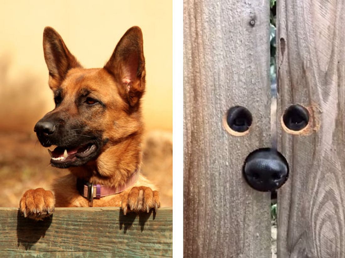 Hundefreund tut neugierigem Nachbarshund einen riesigen Gefallen Hundefreund tut neugierigem Nachbarshund einen riesigen Gefallen