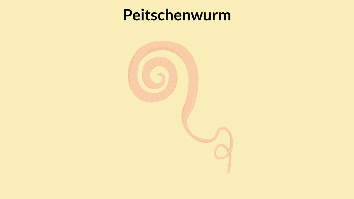Peitschenwürmer Hund 