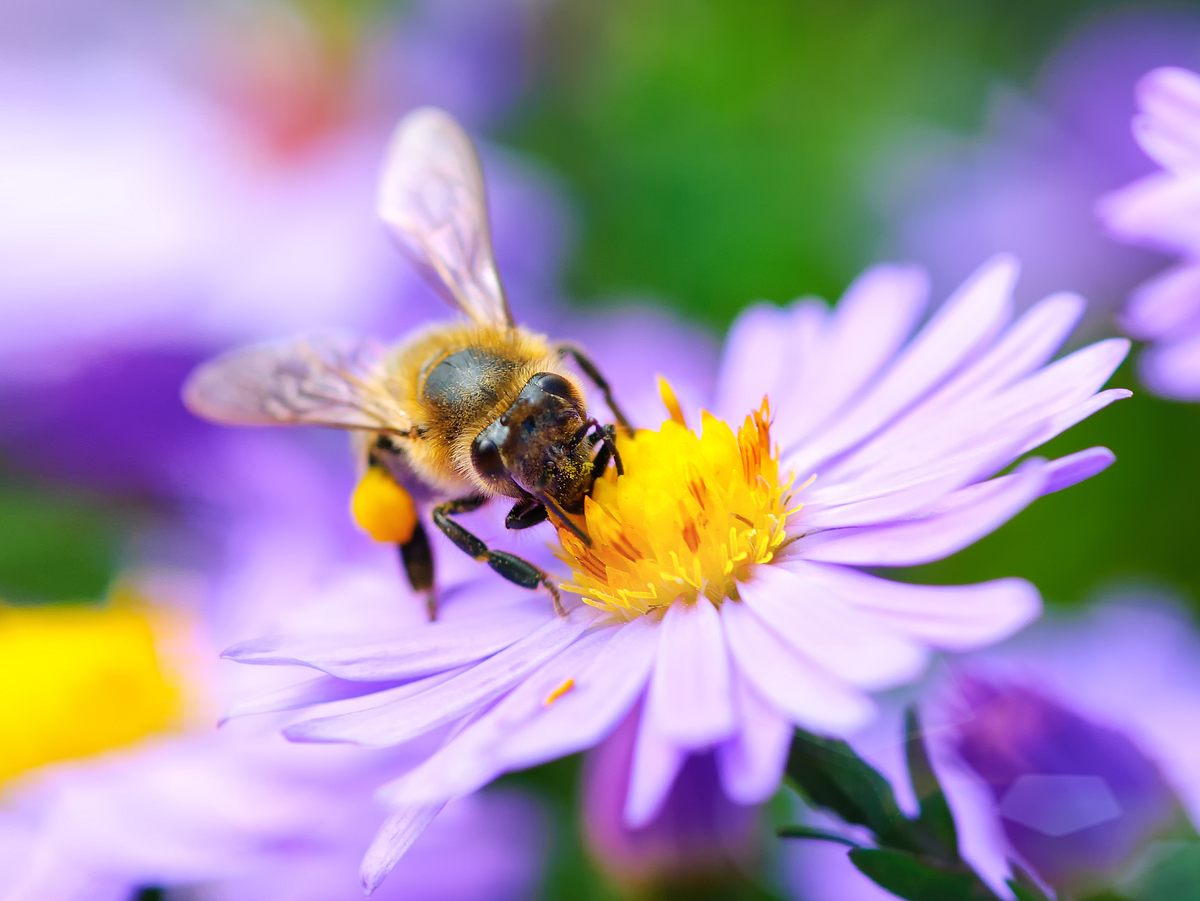 Offene Blüten sind optimale Pflanzen für Bienen.